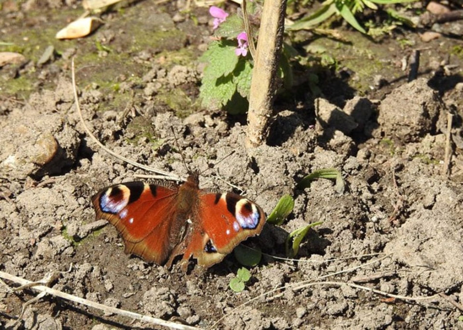 حشرات در معرض نابودی