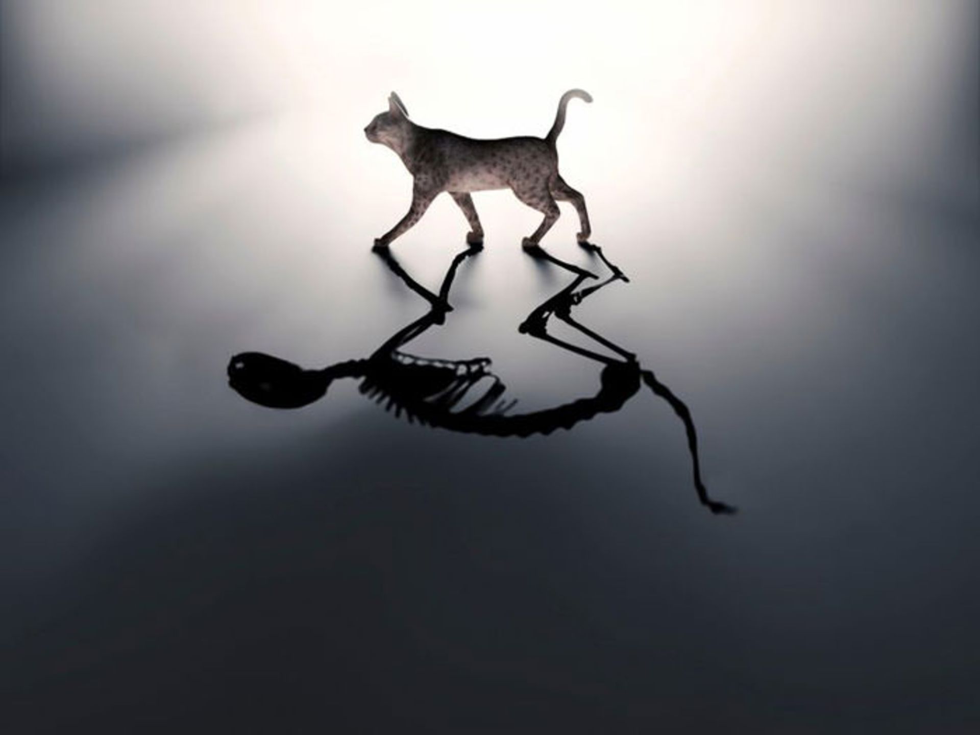 یگانگی کوانتومی  / Quantum Monism