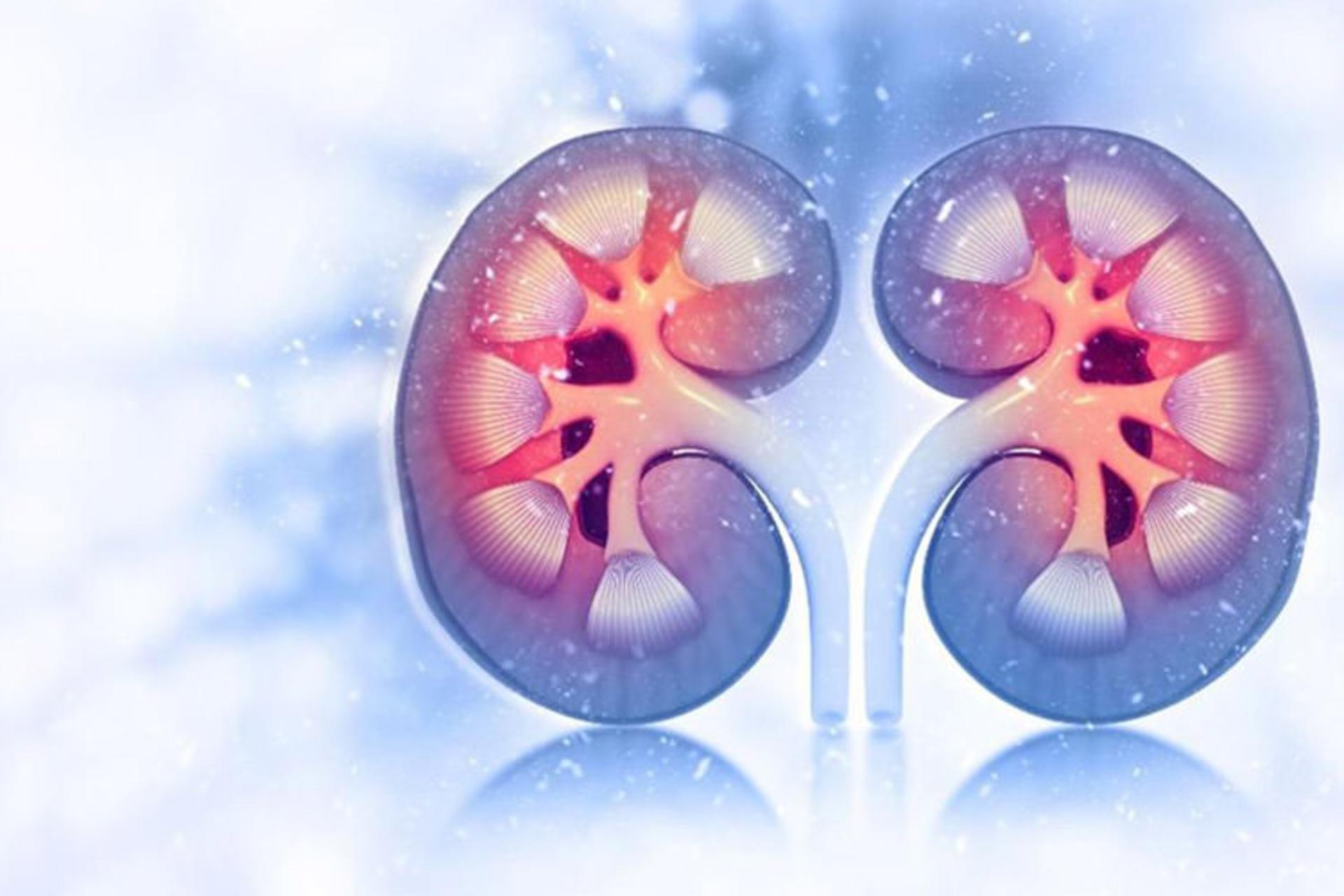 کلیه/kidney