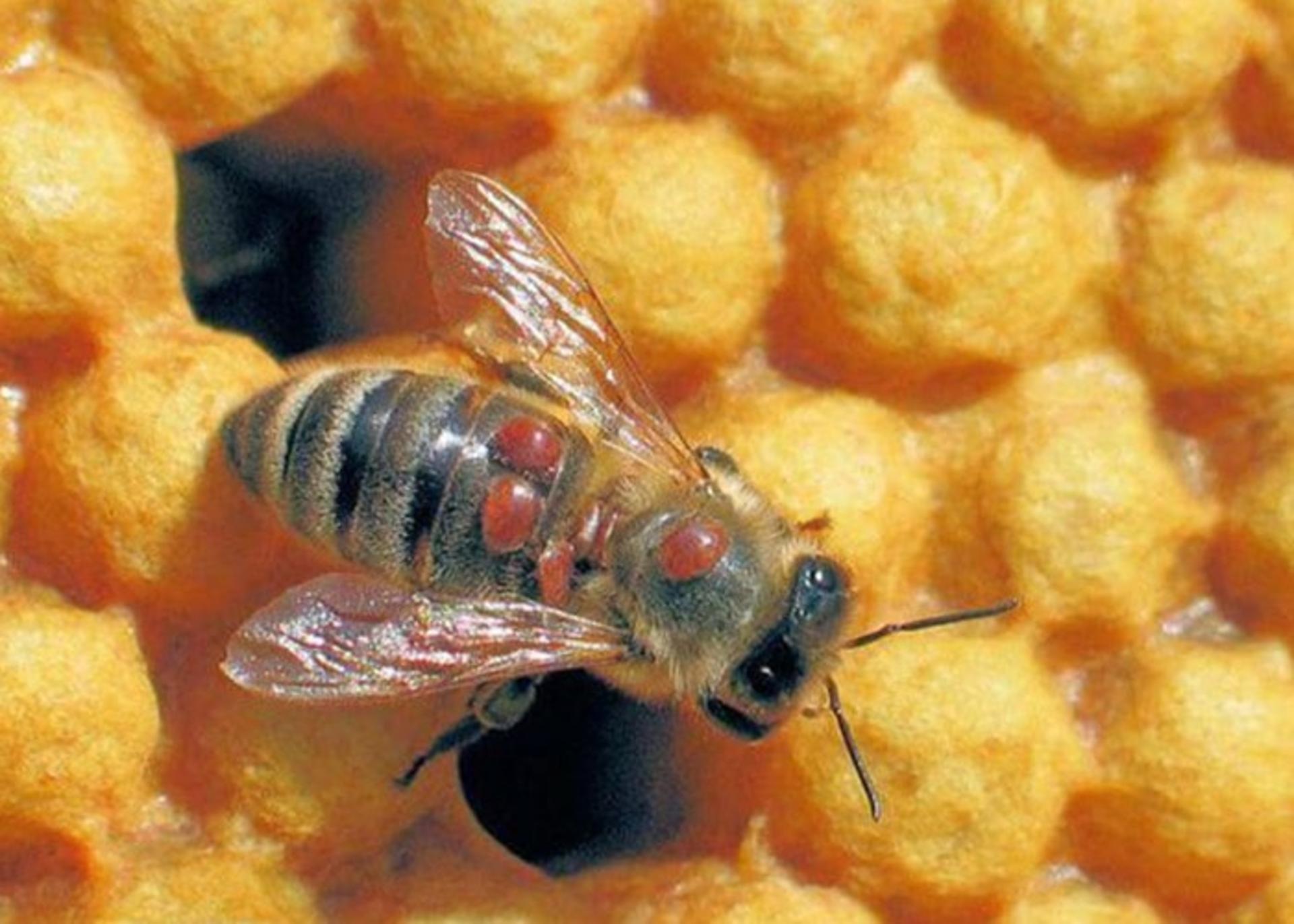 کنه واروآ
