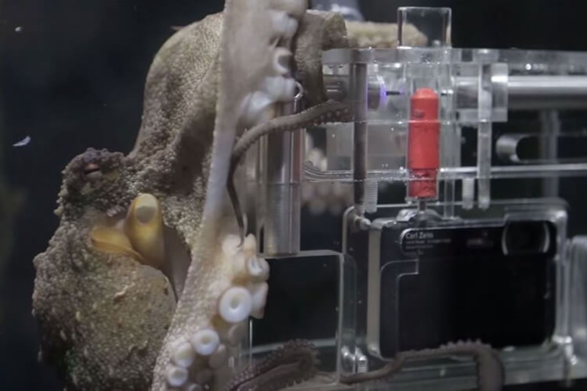  تکامل اُختاپوس و ماهی مرکب 