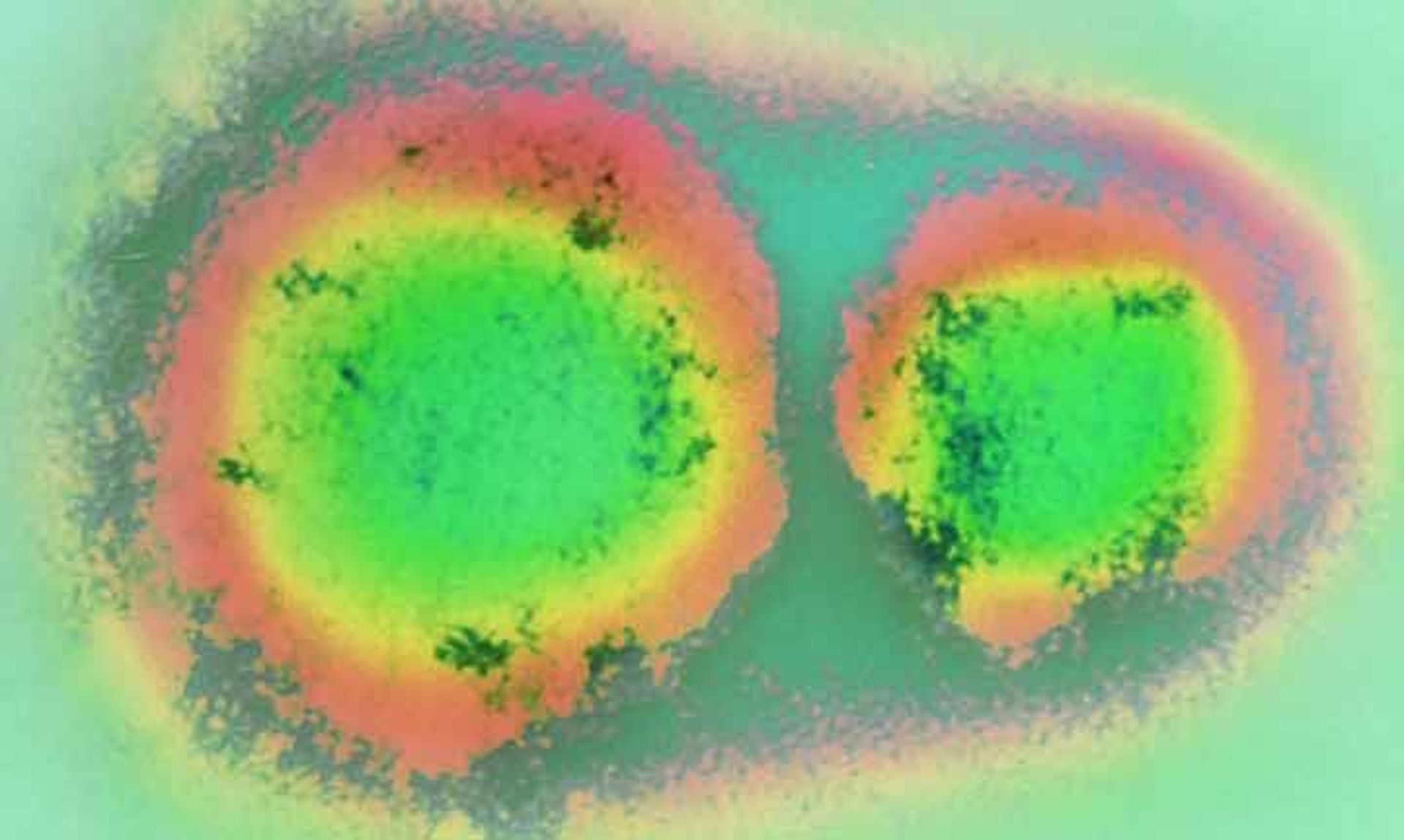 یک هانتاویروس 