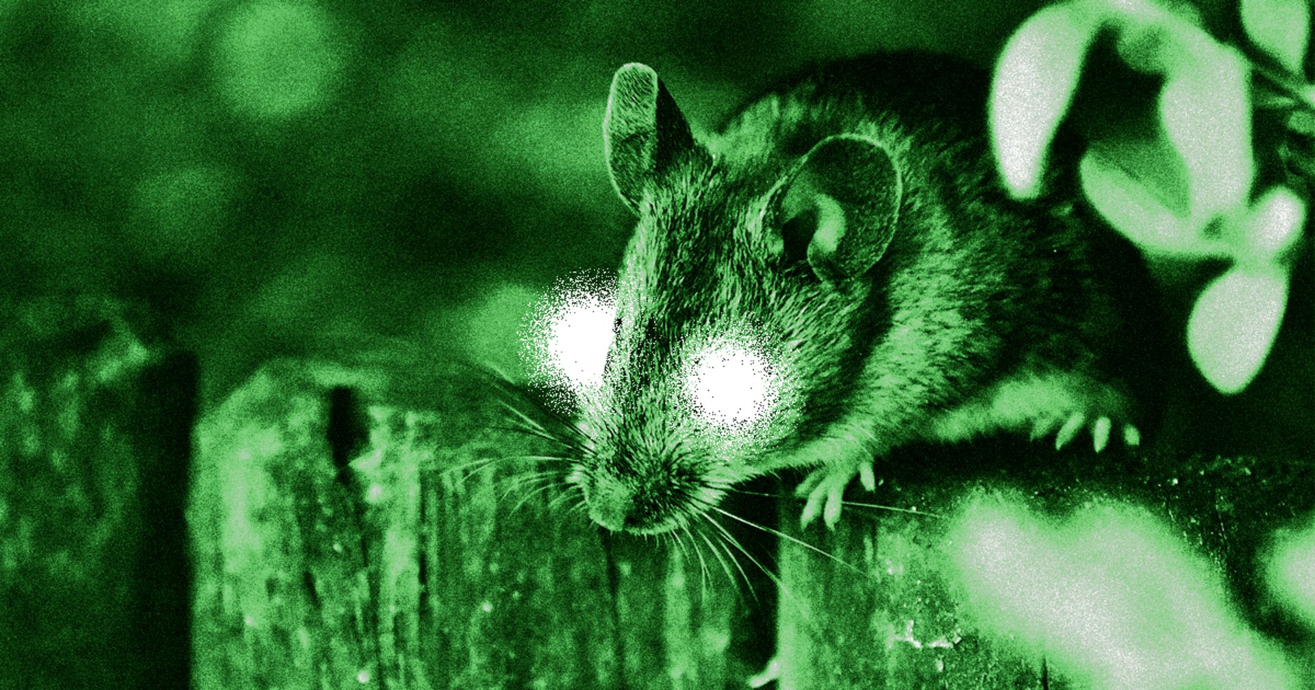 موش دید در شب