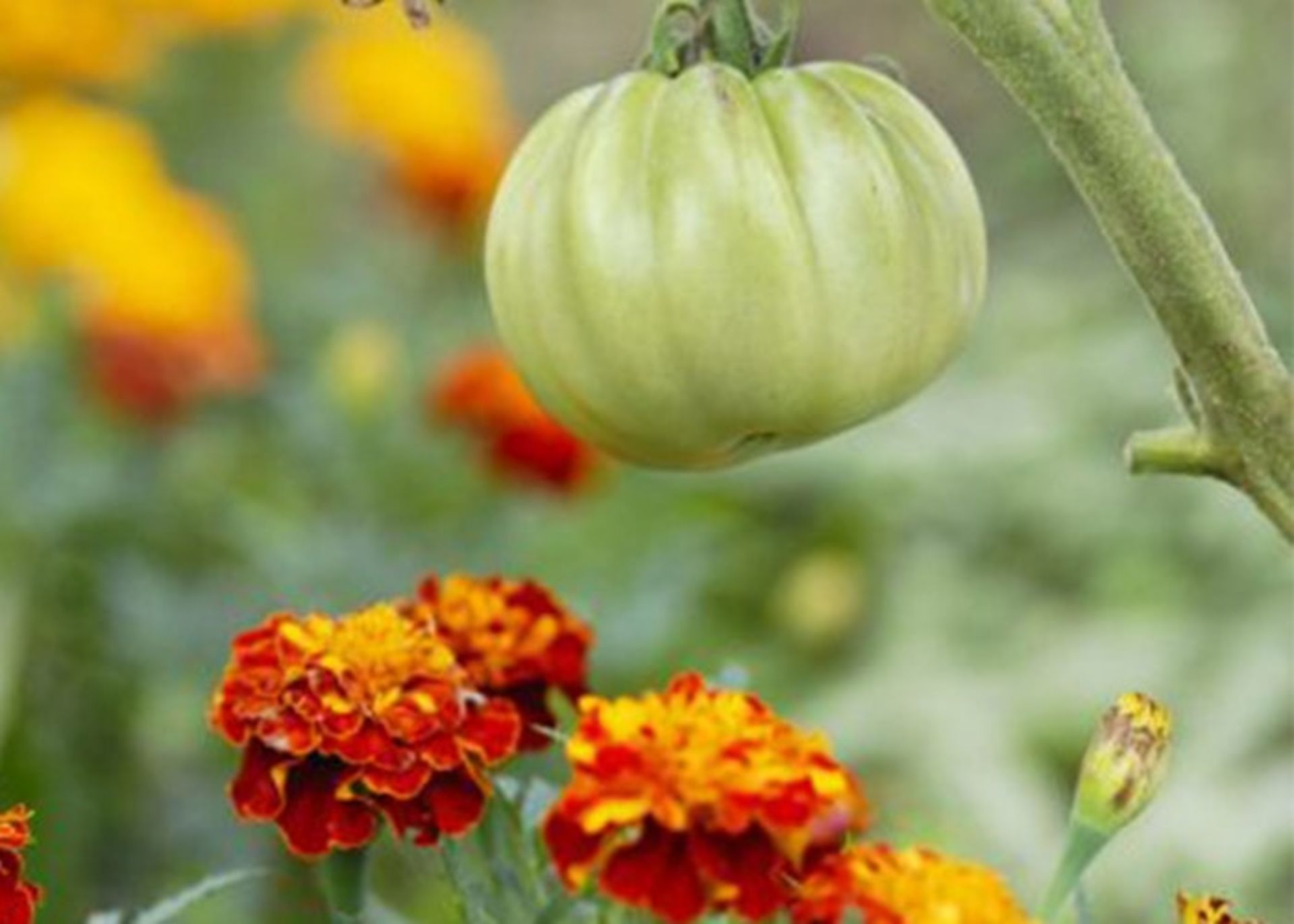 گل همیشه بهار و گوجه فرنگی