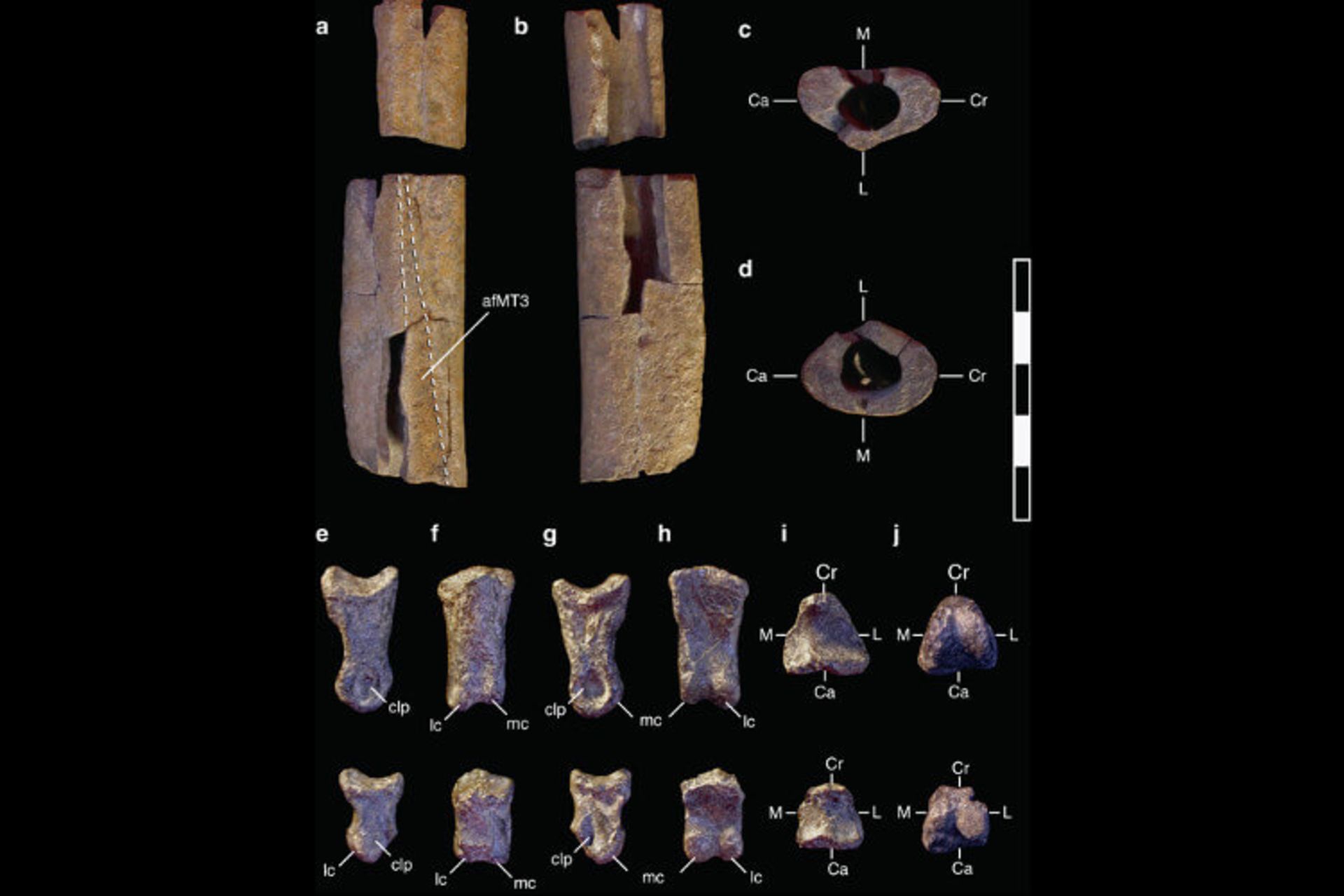 تیرانوسوروس مارمولک ستمگر
