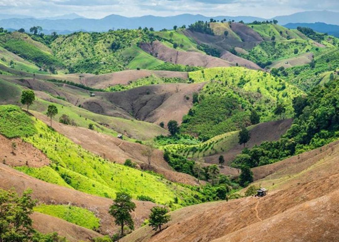 احیای جنگل