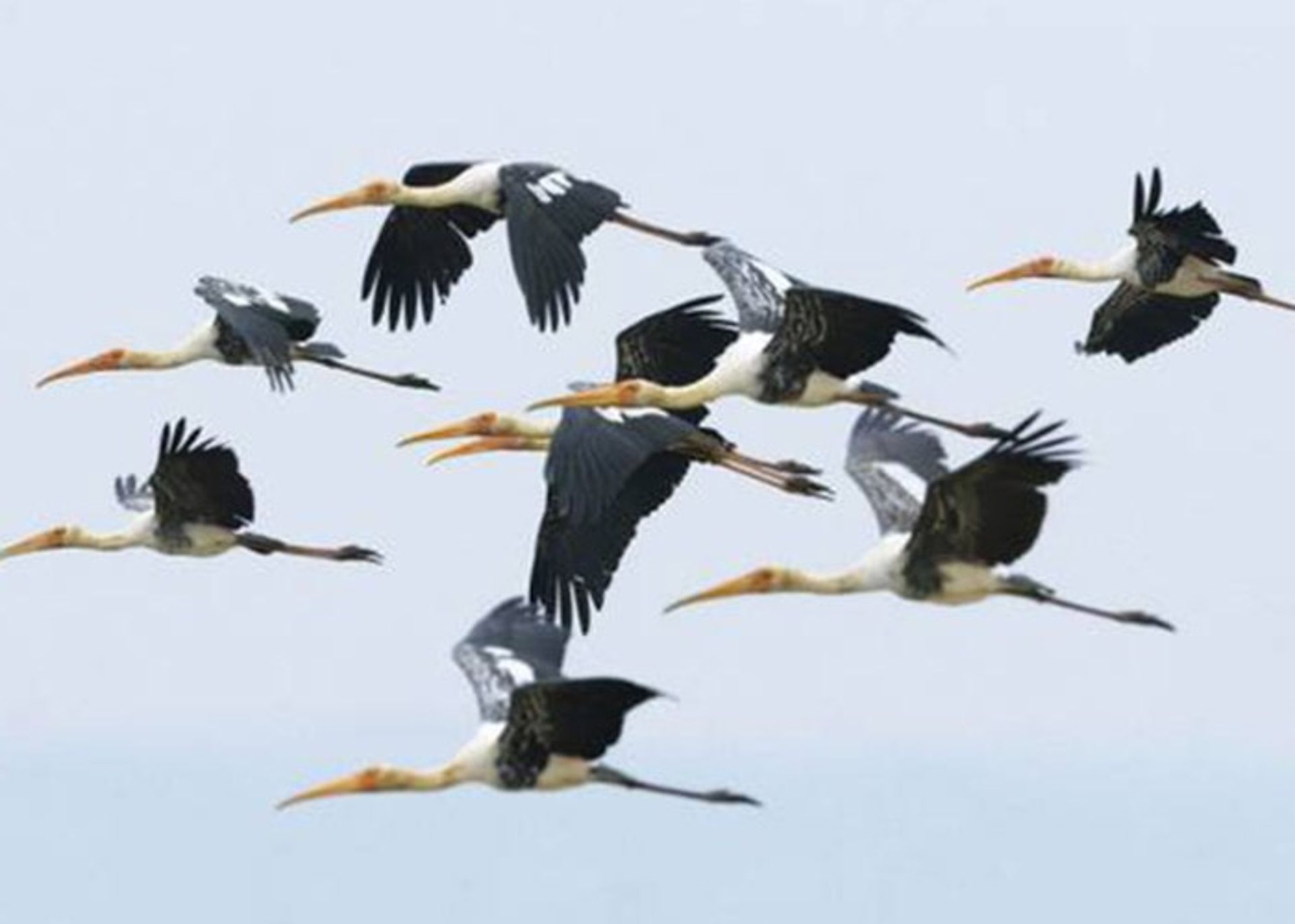 درک میدان مغناطیسی توسط حیوانات