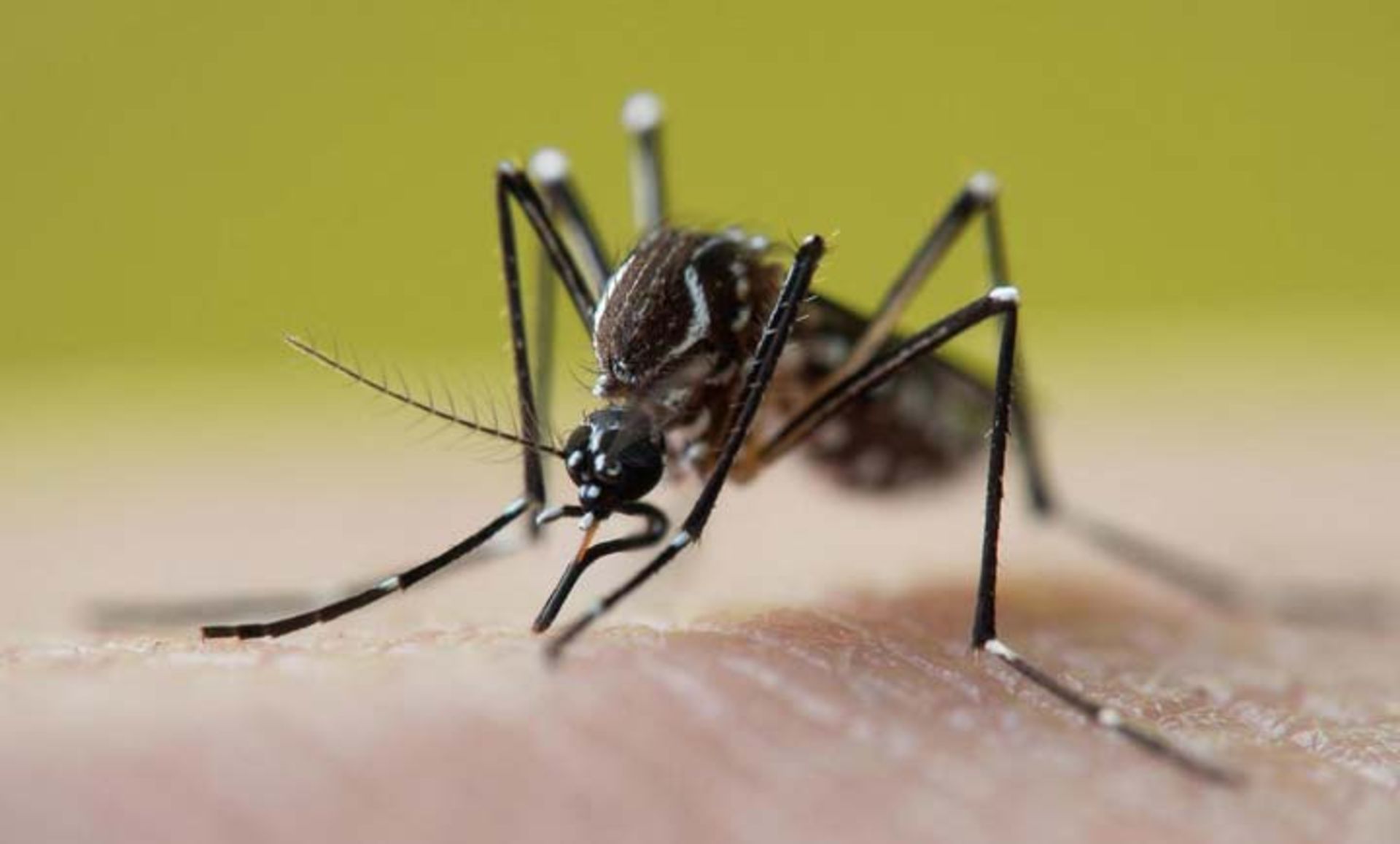 نیل غربی در 