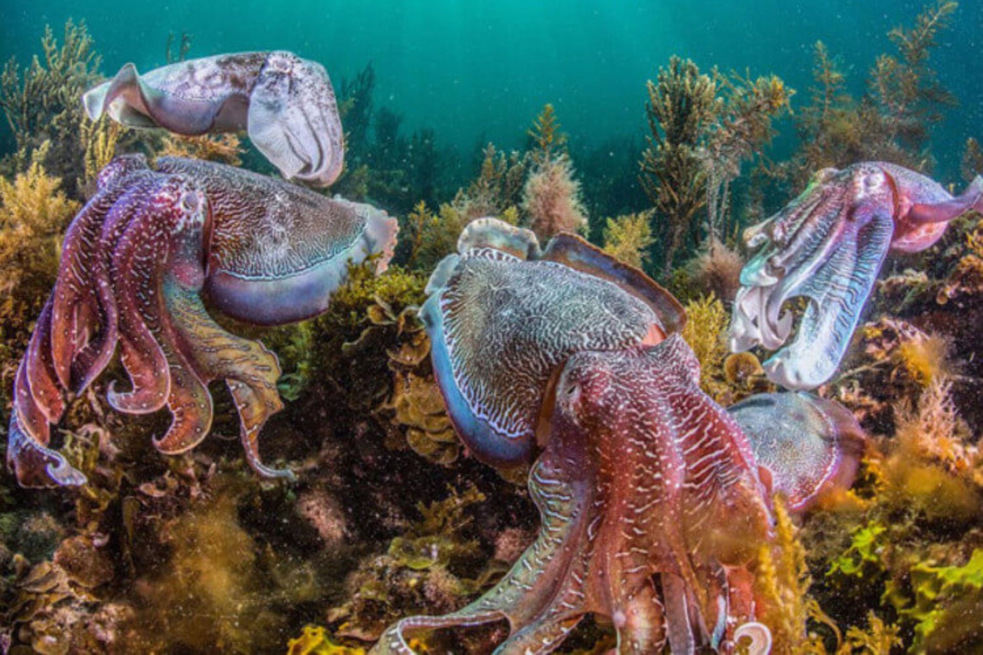  تکامل اُختاپوس و ماهی مرکب 