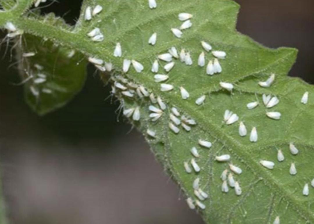 مگس سفید آفت گوجه فرنگی