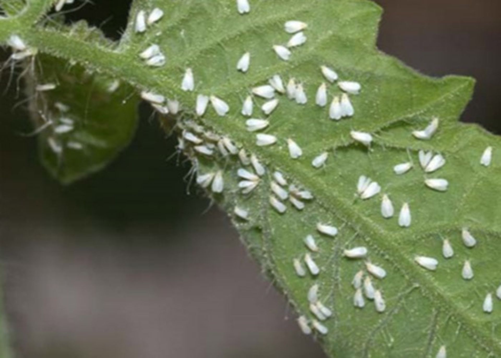 مگس سفید آفت گوجه فرنگی