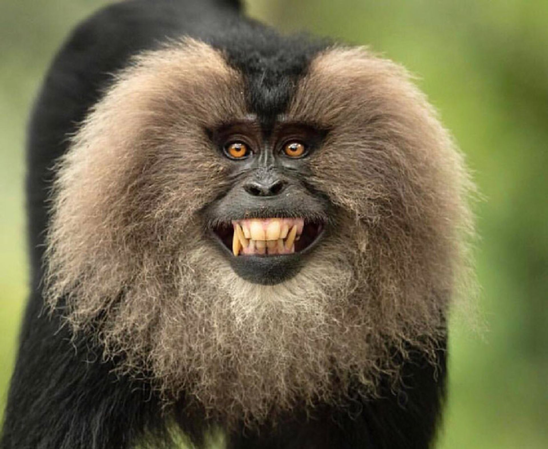 دندان های میمون