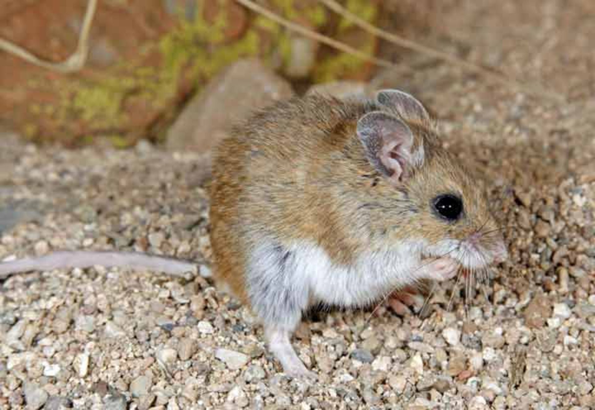 هانتاویروس