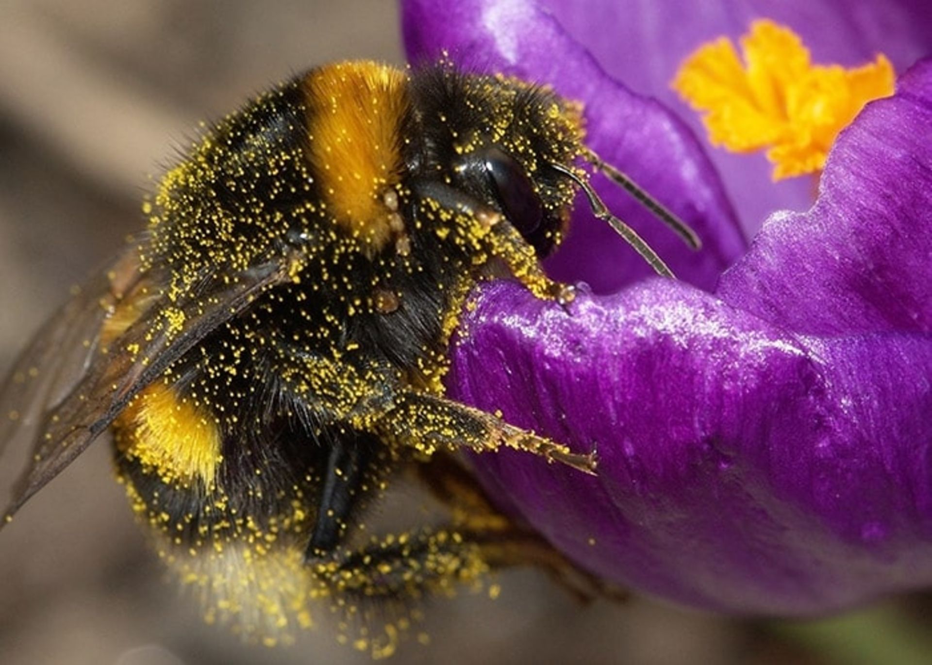 گرده افشانی توسط حشرات