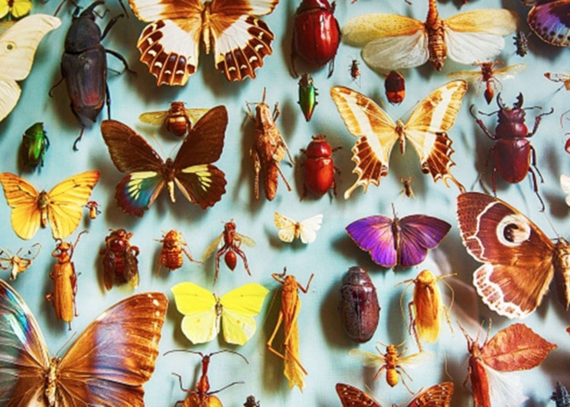 مجموعه حشرات 