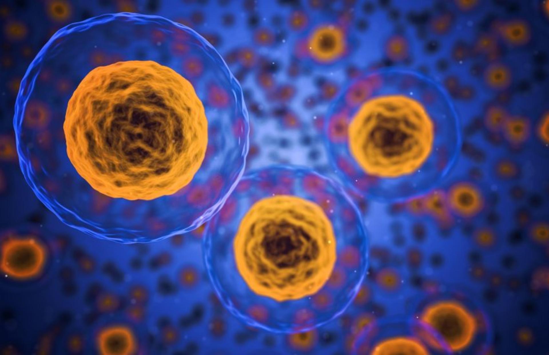 سلول / cell