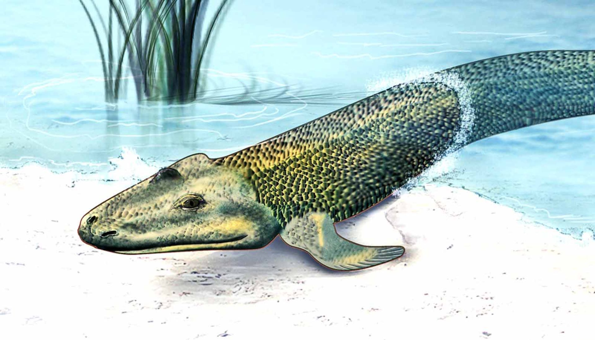 تیکتالیک / Tiktaalik roseae
