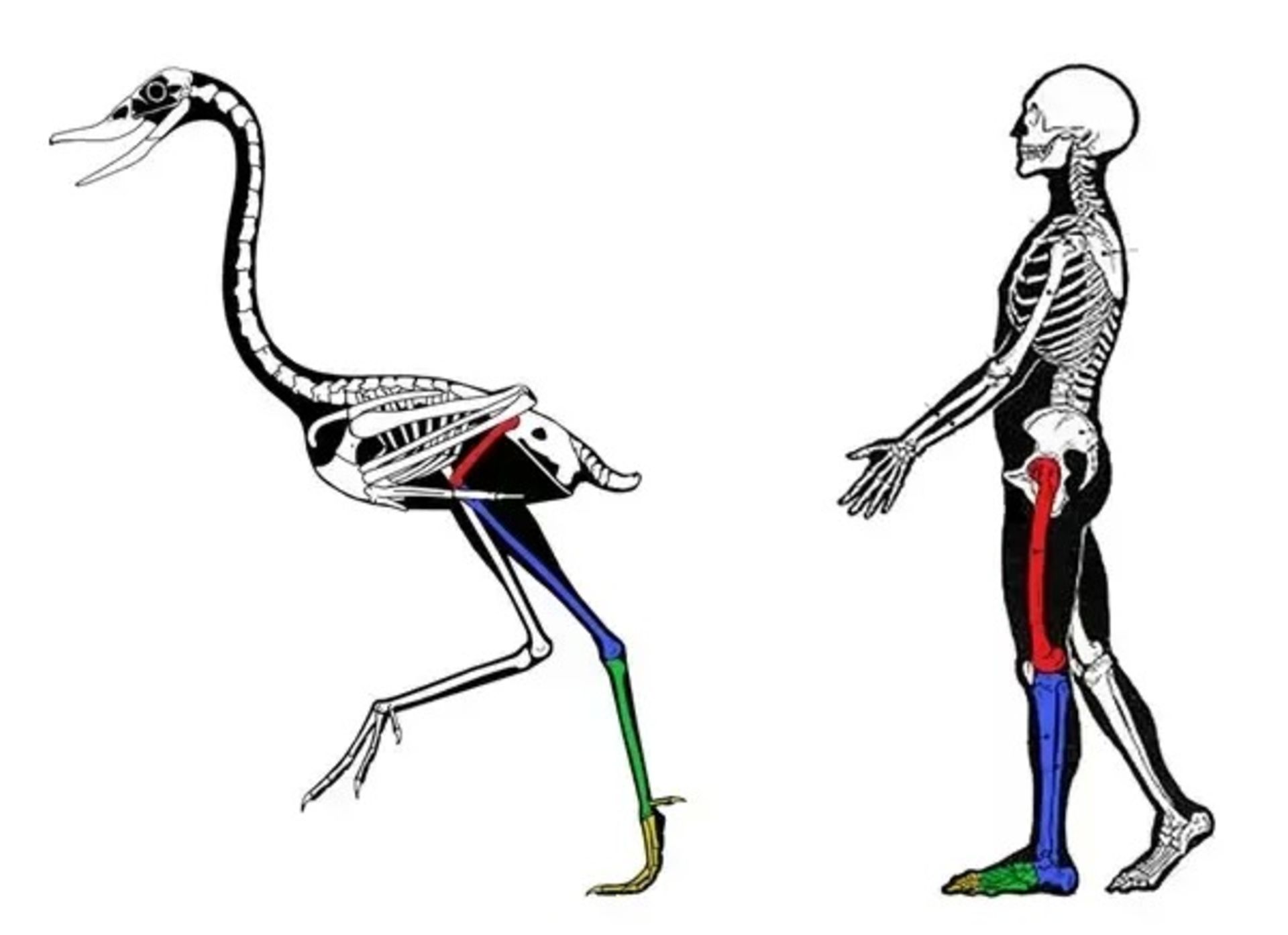 مهره داران / Vertebrate
