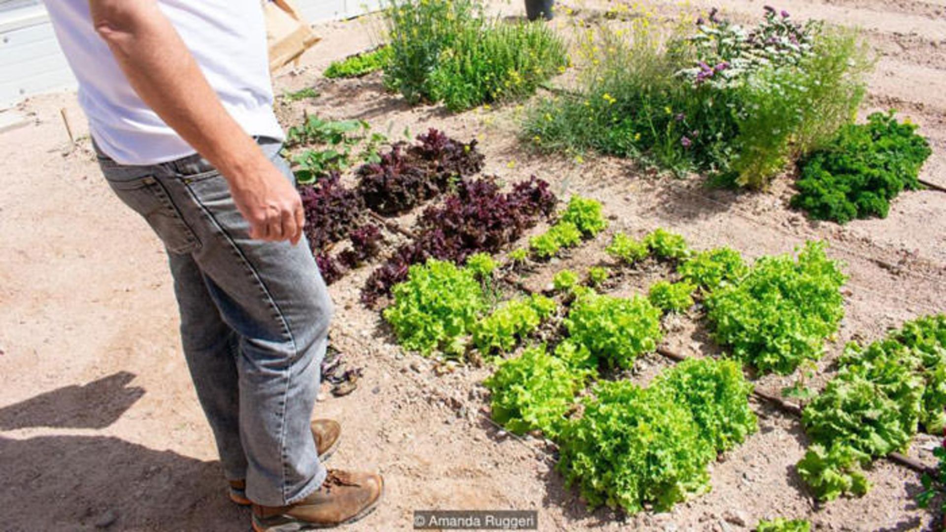 کشاورزی در بیابان با آب شور