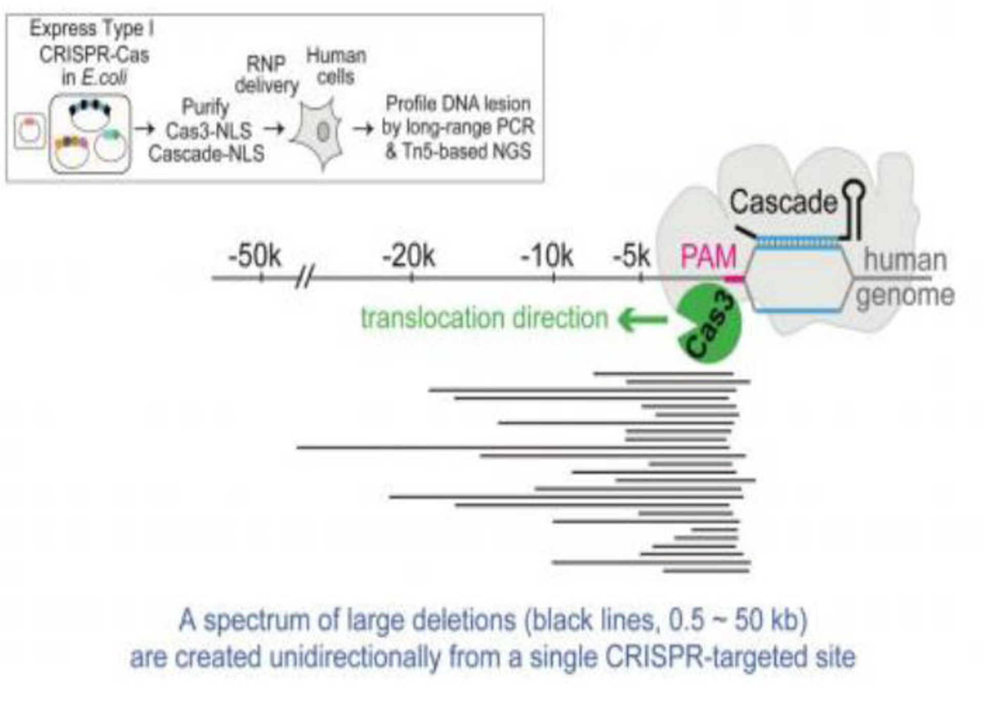 شرح روش ویرایش ژن