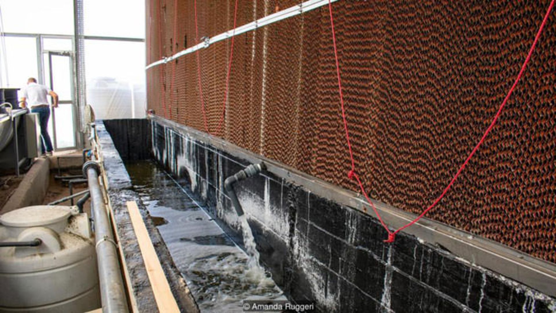 کشاورزی در بیابان با آب شور