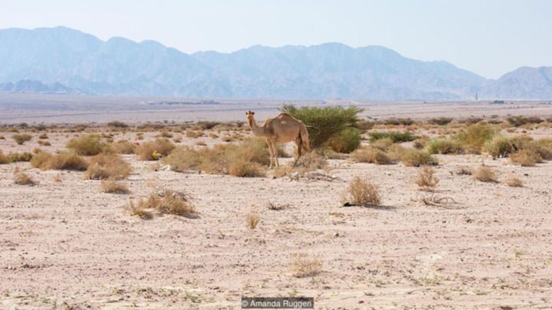 کشاورزی در بیابان با آب شور