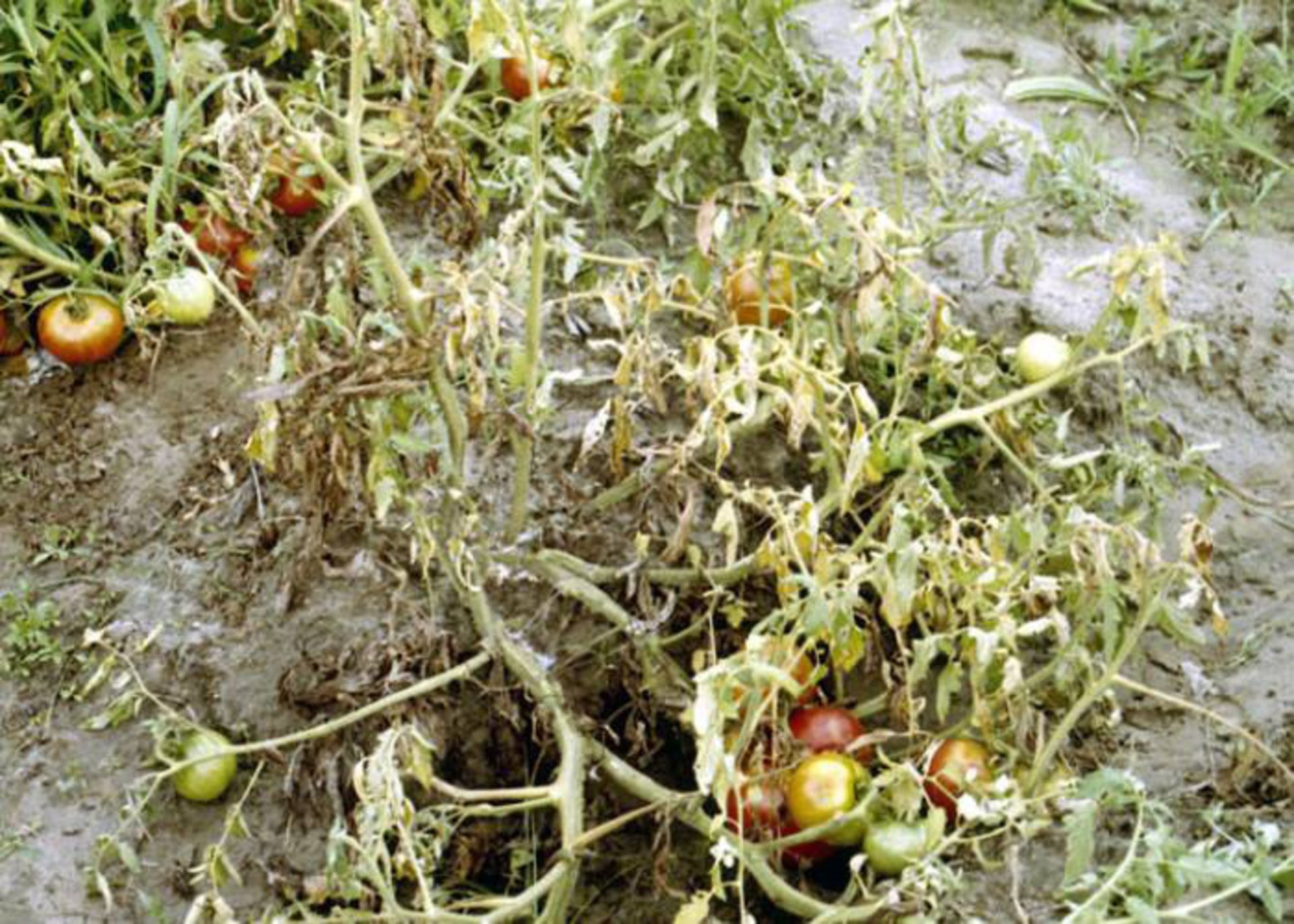 بیماری گیاه