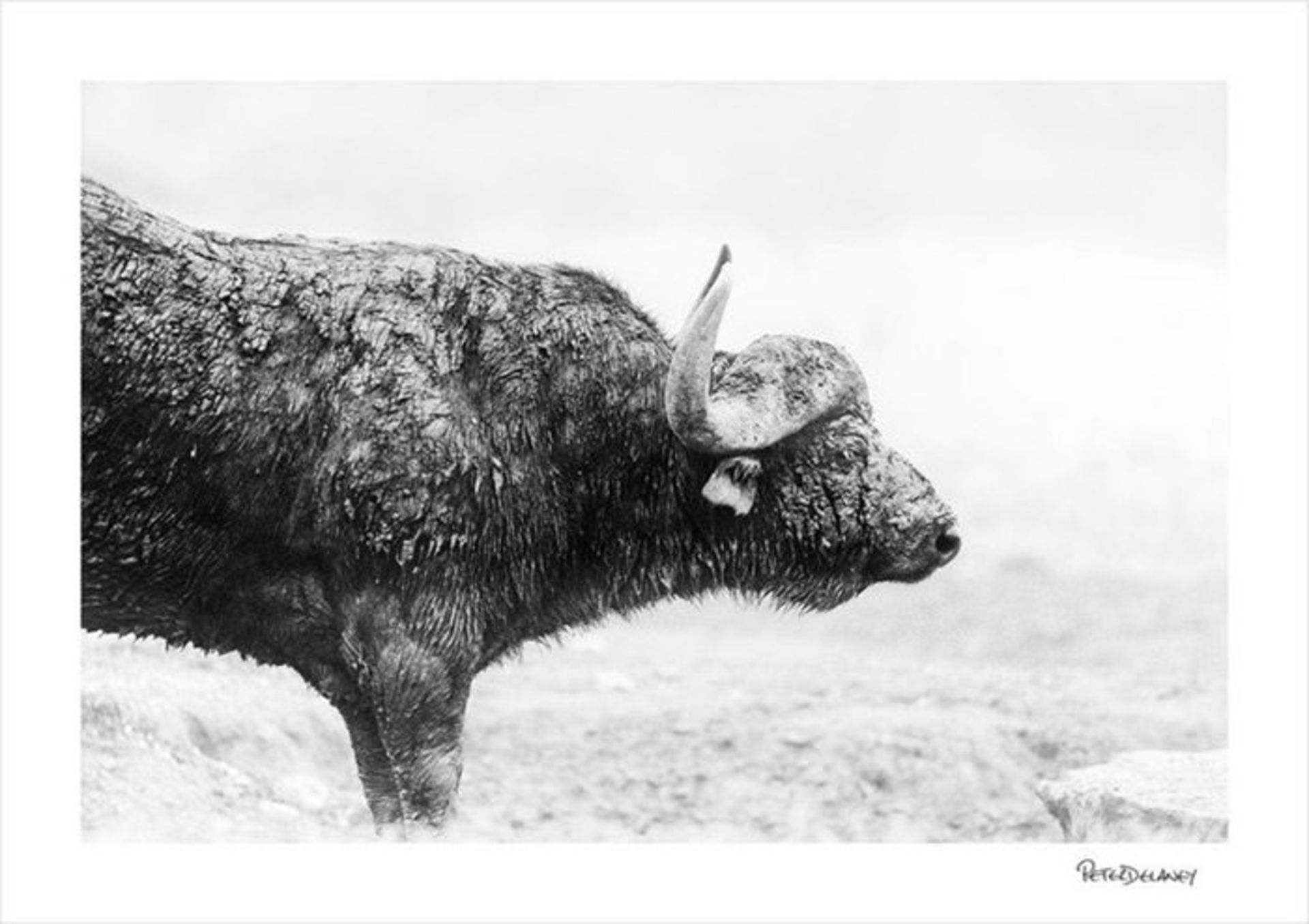 عکاسی حیات وحش