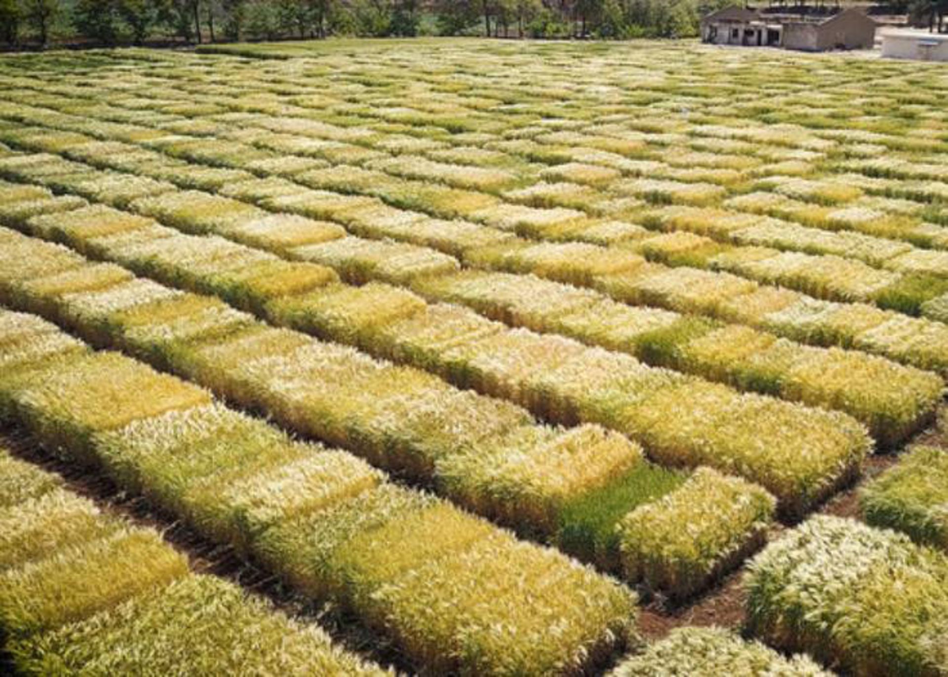 انتخاب گیاهان آینده