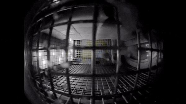 Mices in ISS