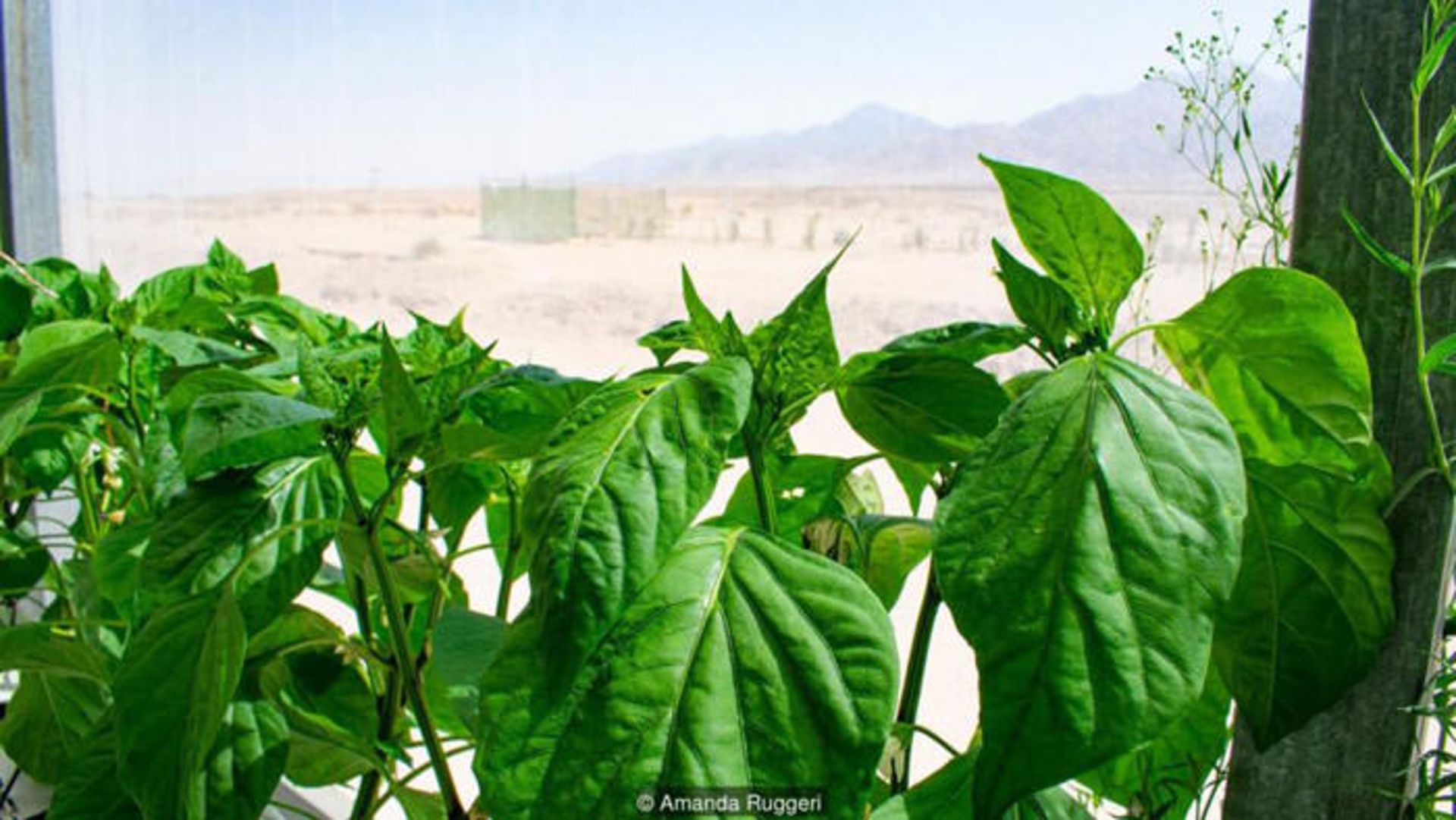 کشاورزی در بیابان با آب شور