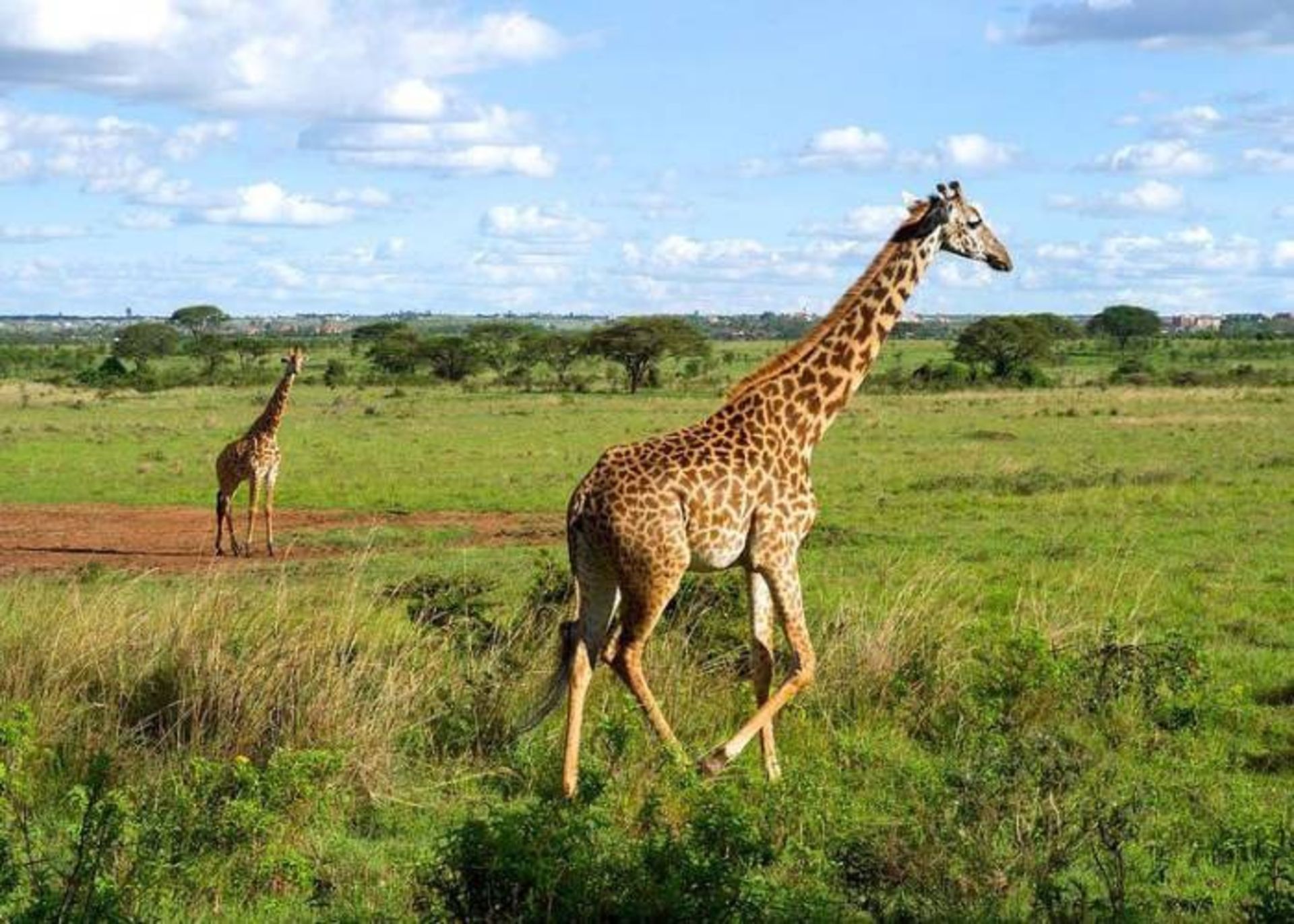 زرافه در پارک ملی نایروبی
