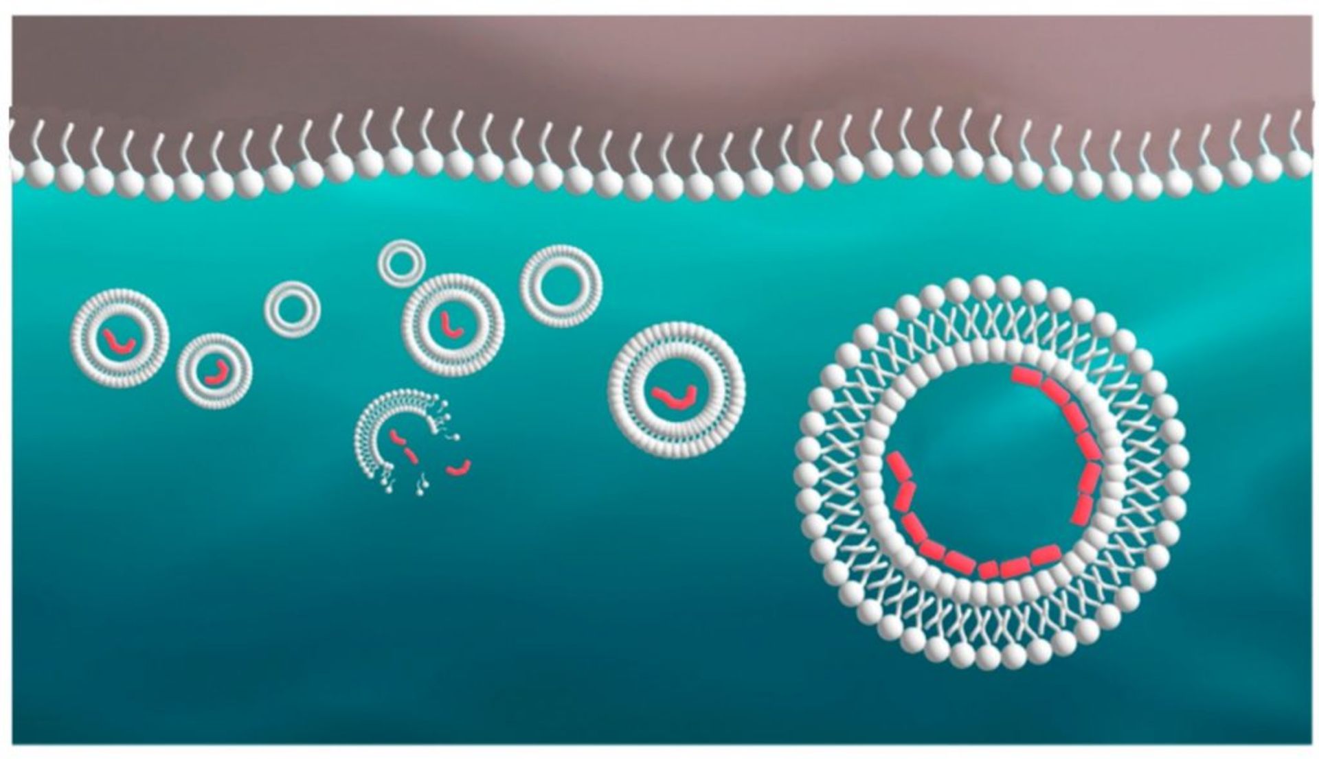 پروتوسل / protocell