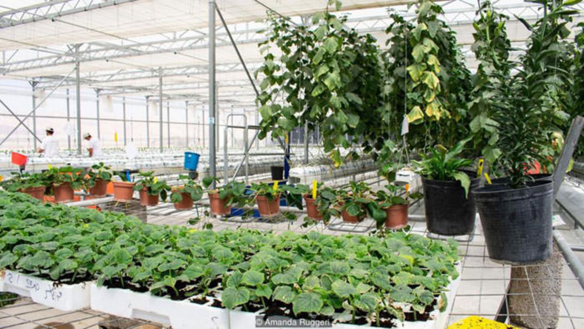 کشاورزی در بیابان با آب شور