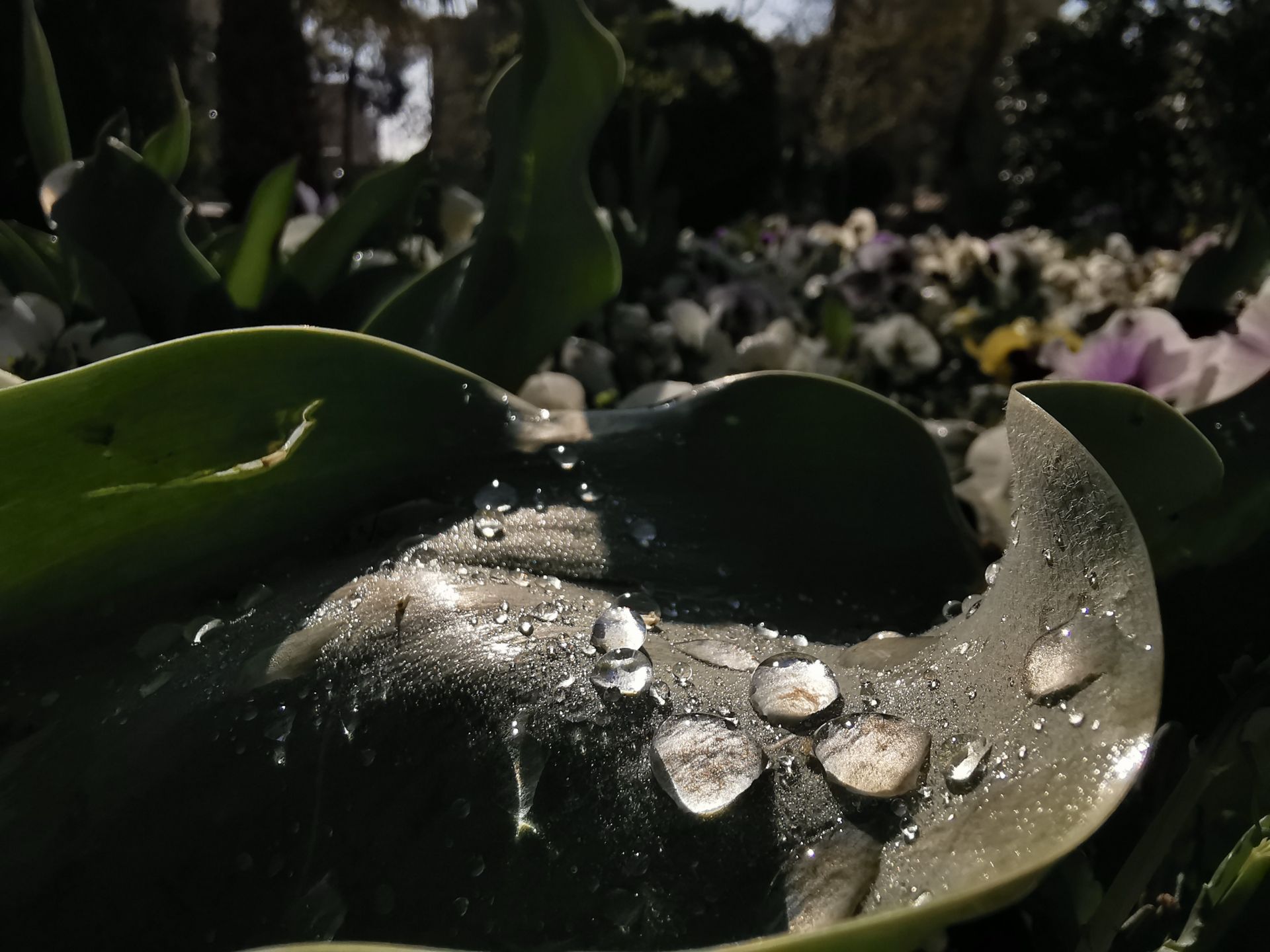 Huawei P30 Pro - Super Macro