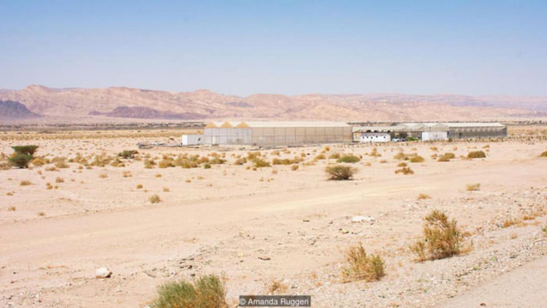 کشاورزی در بیابان با آب شور