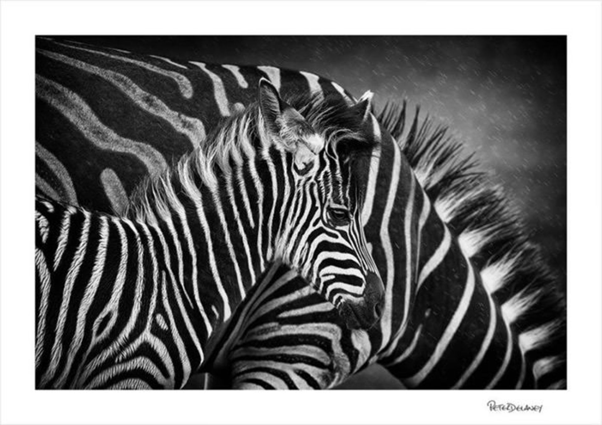 سوژه پس زمینه