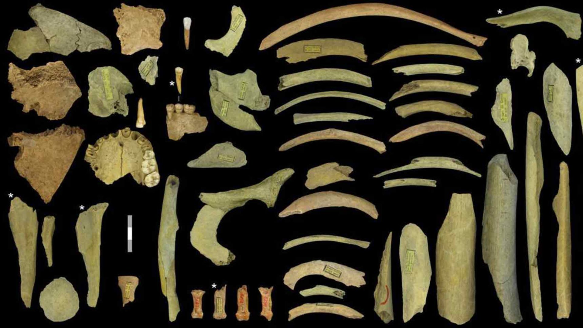 بقایای استخوان‌های انسانی و حیوانی که در غار مولا گرسی پیدا شدند