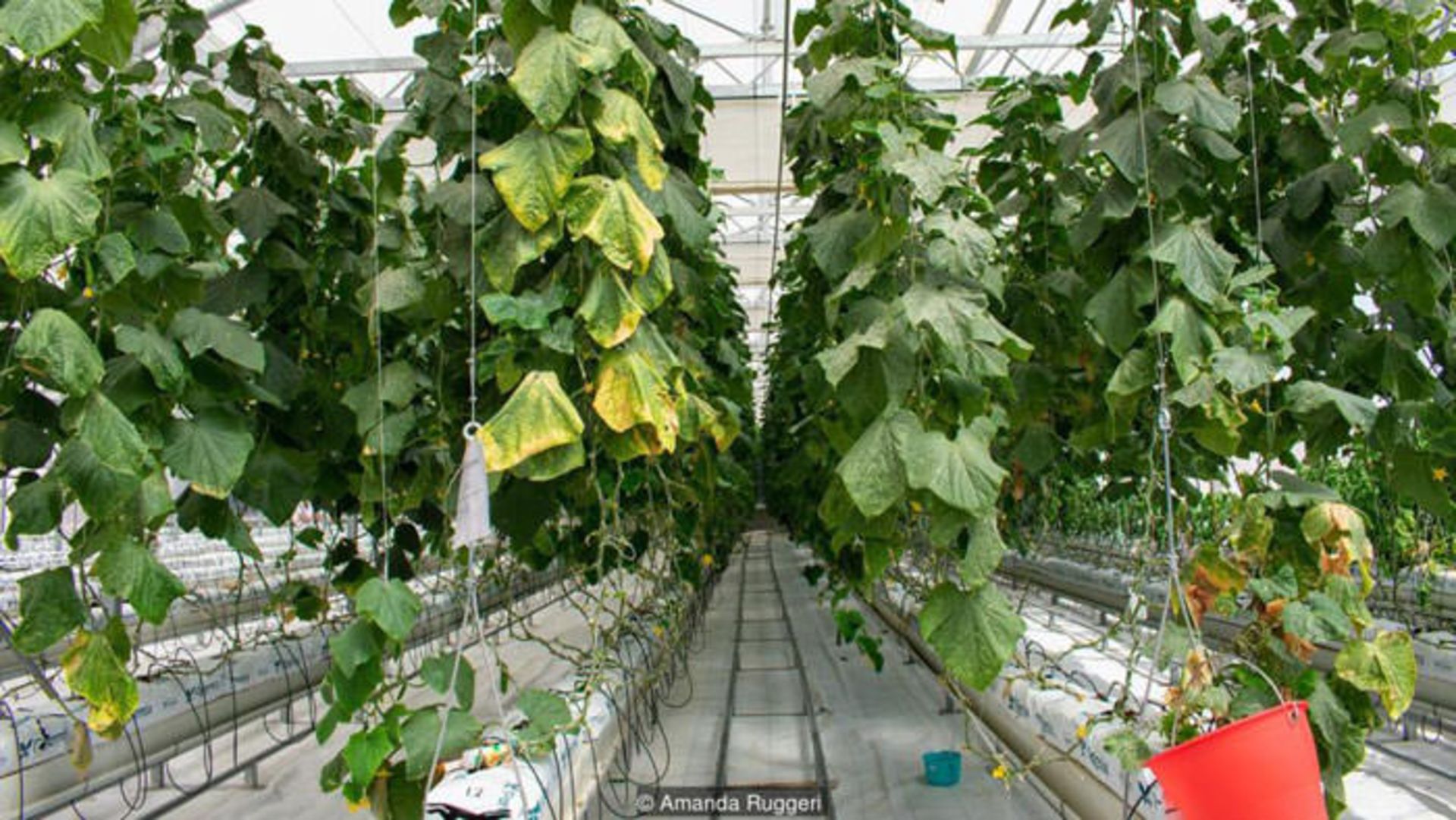 کشاورزی در بیابان با آب شور