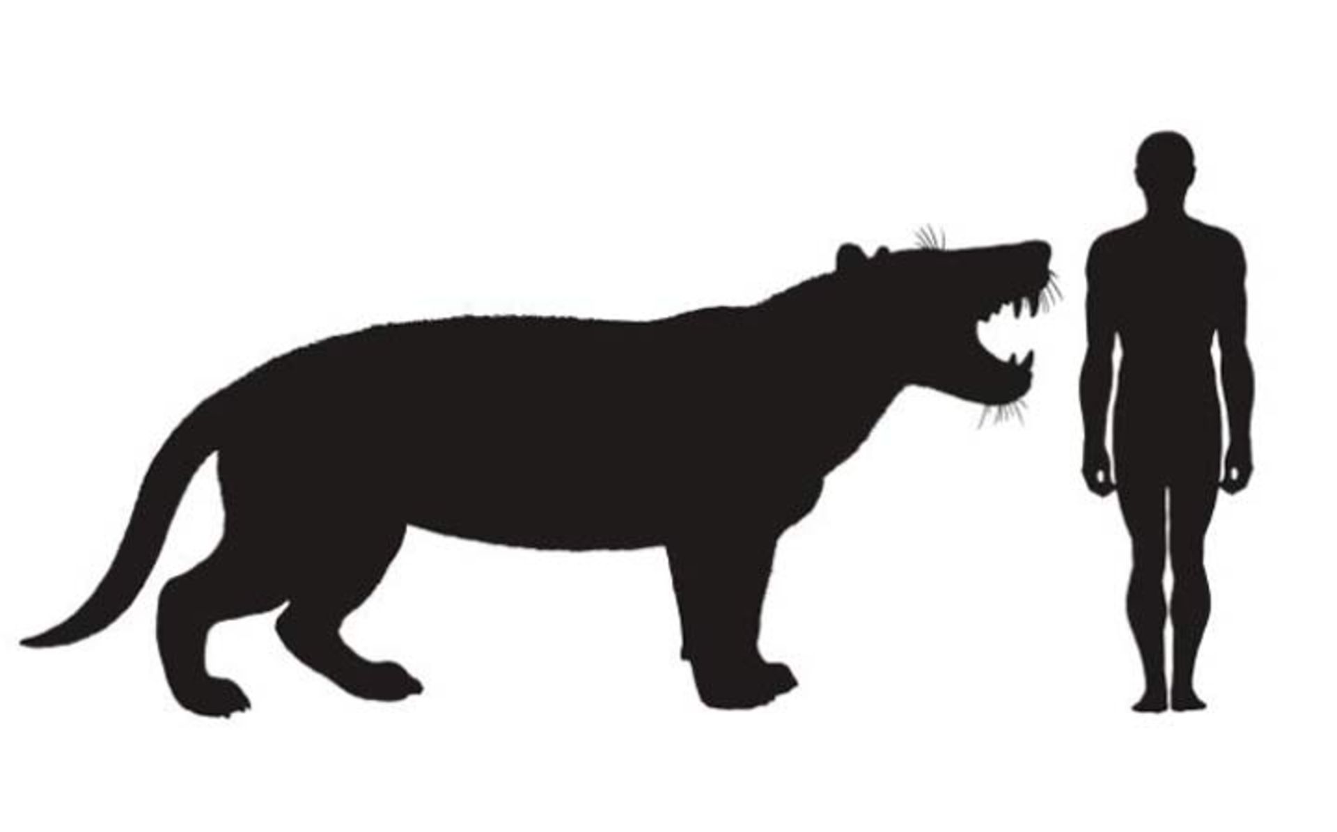 مقایسه جثه سیمباکوبوا کوتوکا اَفریکا با یک انسان 