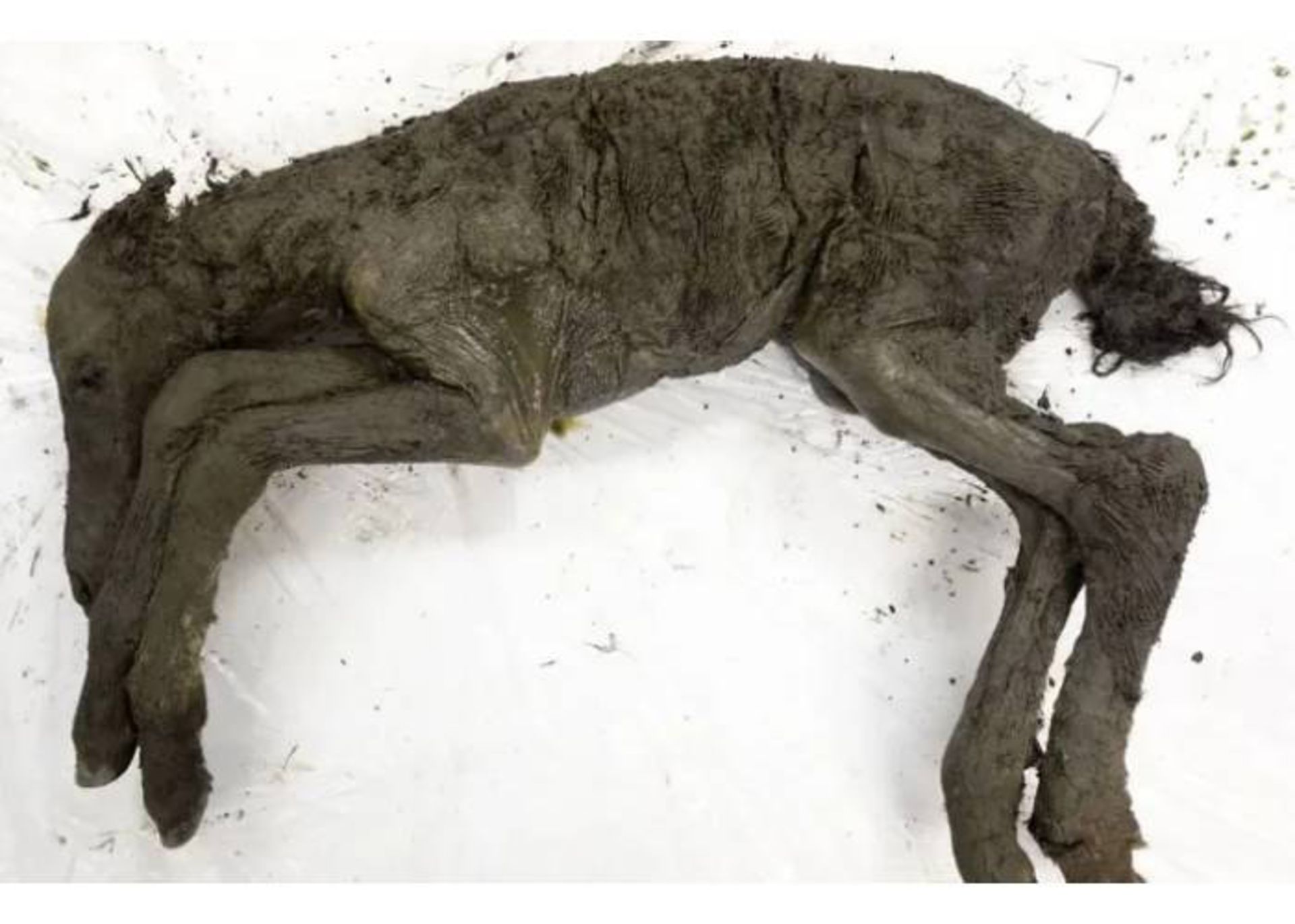 اسب منجمد شده ماقبل تاریخ