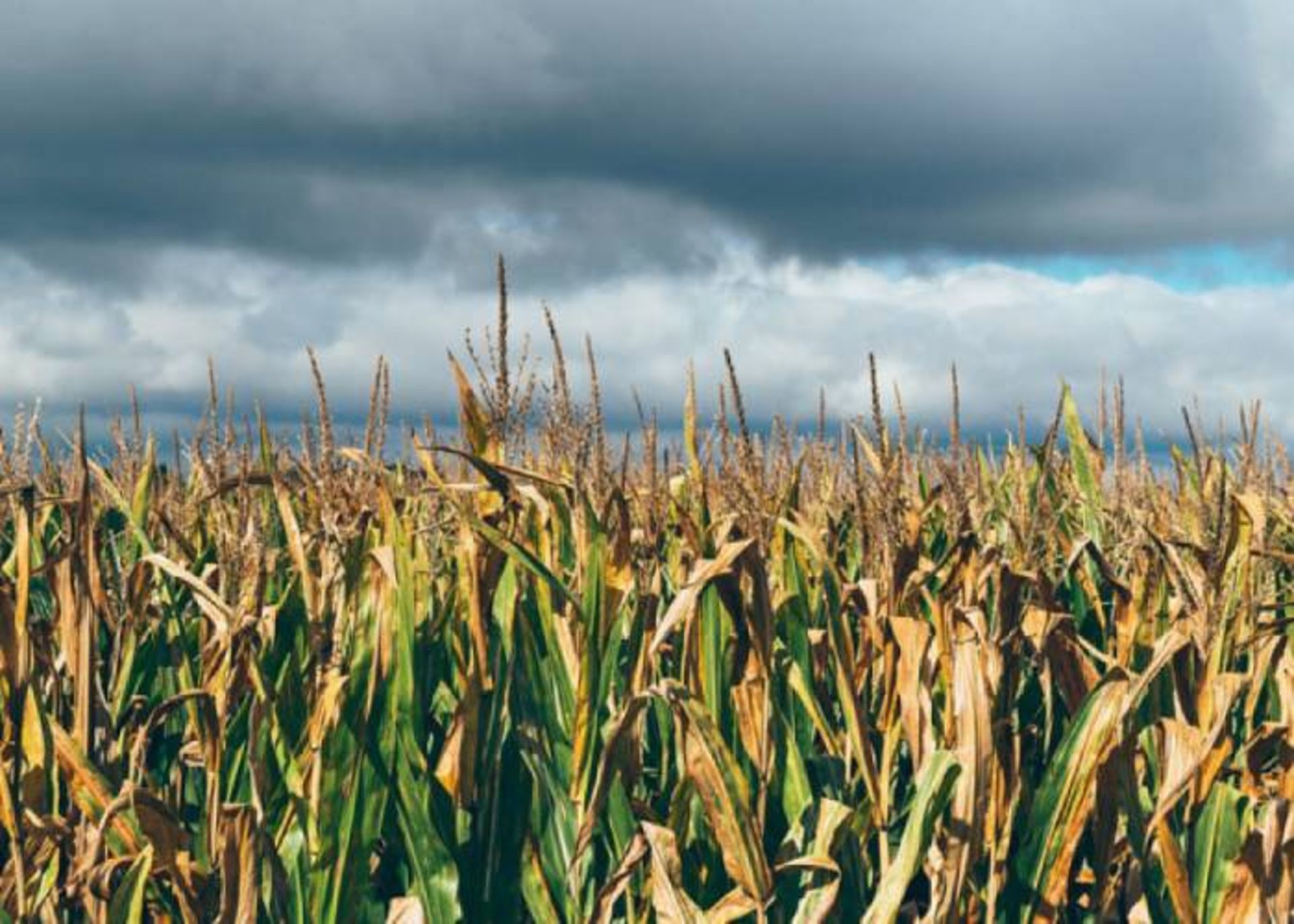 تغییرات اقلیمی و کشاورزی