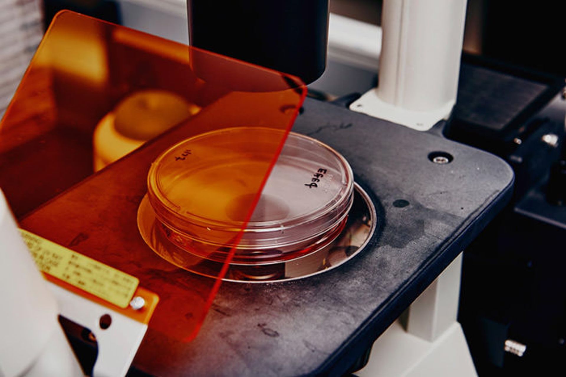 سلولهای خوک