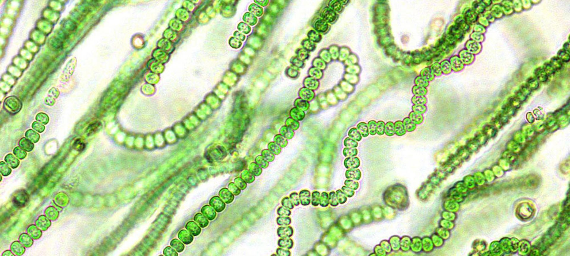 سیانوباکتری / cianobacteria