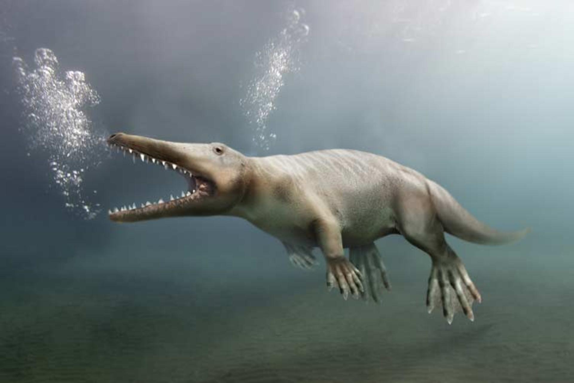 کشف گونه‌ای ناشناخته از نهنگ چهار پا در پرو