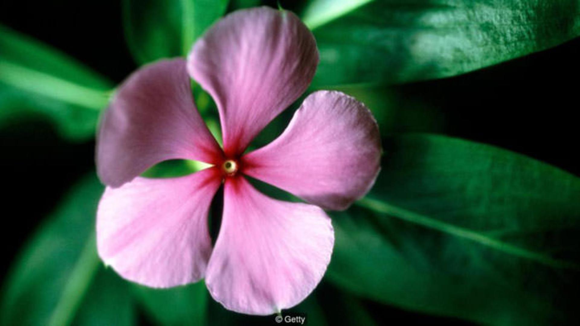 plant blindness