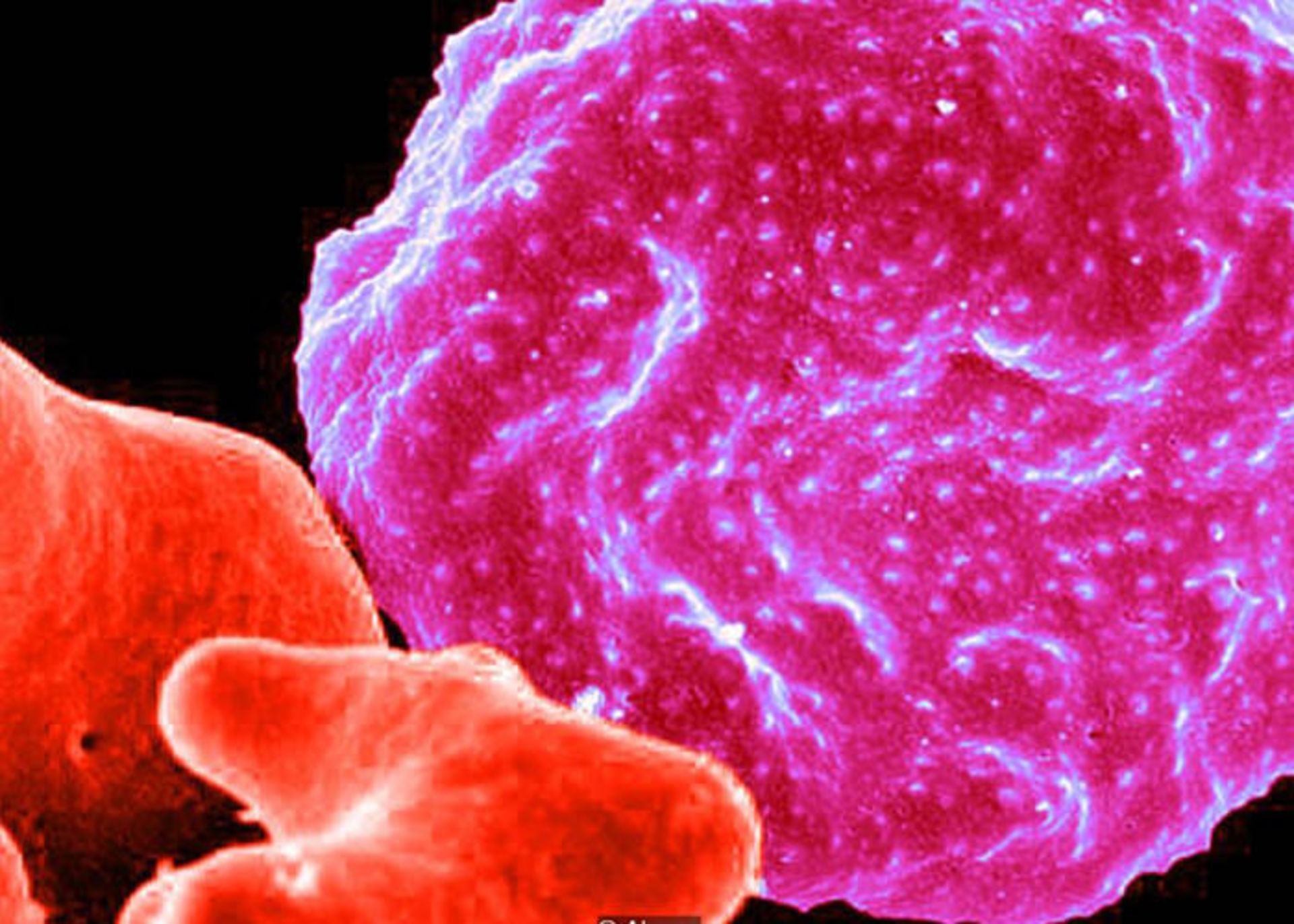 گلبولهای خون