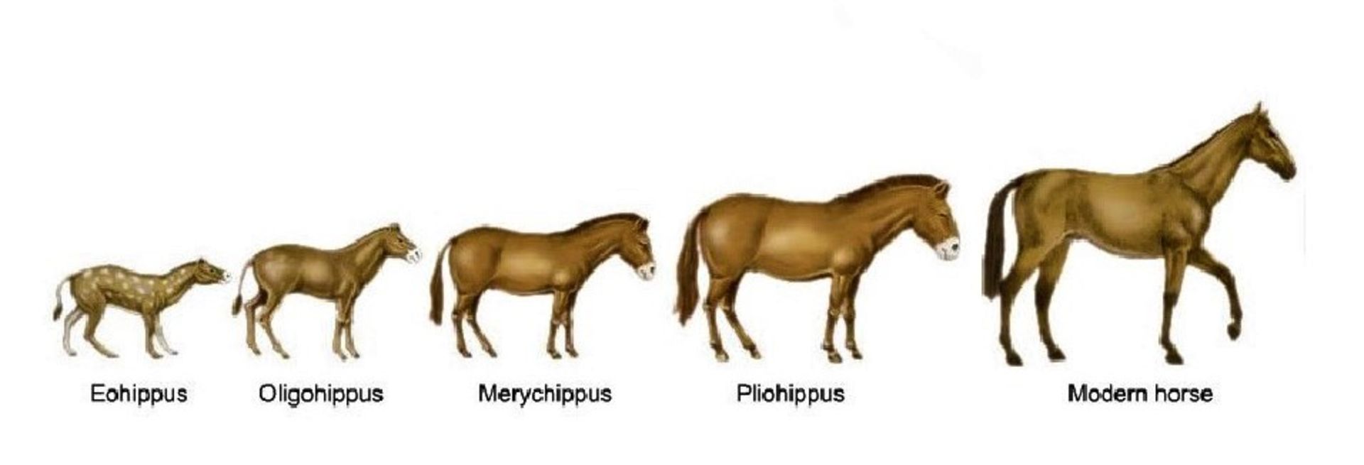 تکامل اسب
