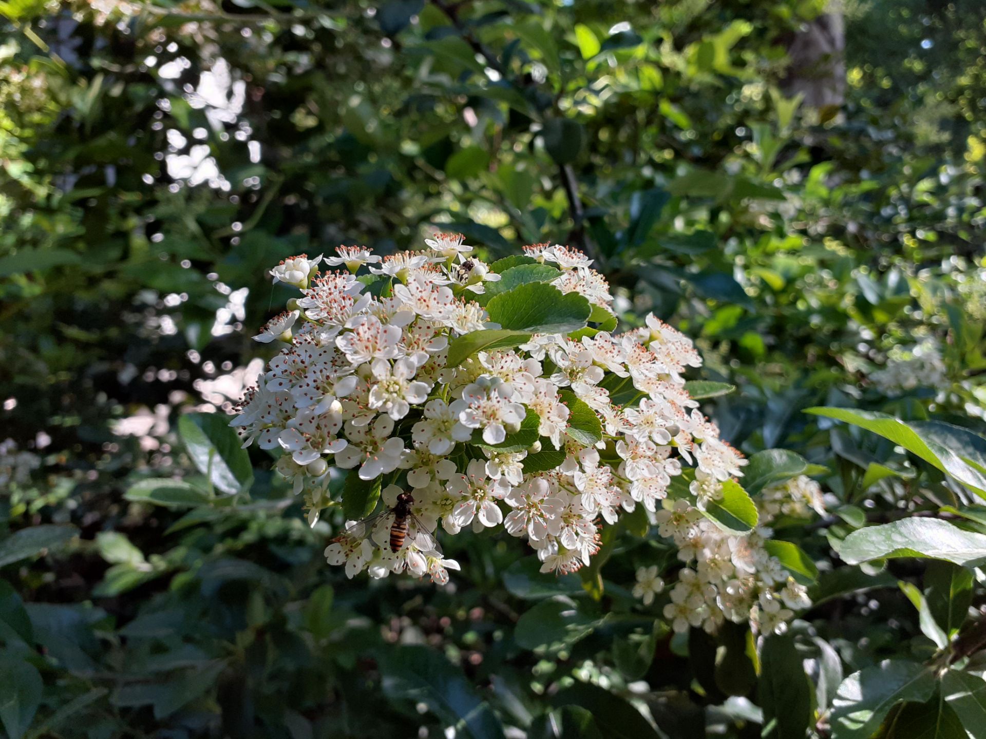 نمونه تصاویر گرفته شده با گلکسی ام ۲۰ سامسونگ / Samsung Galaxy M20