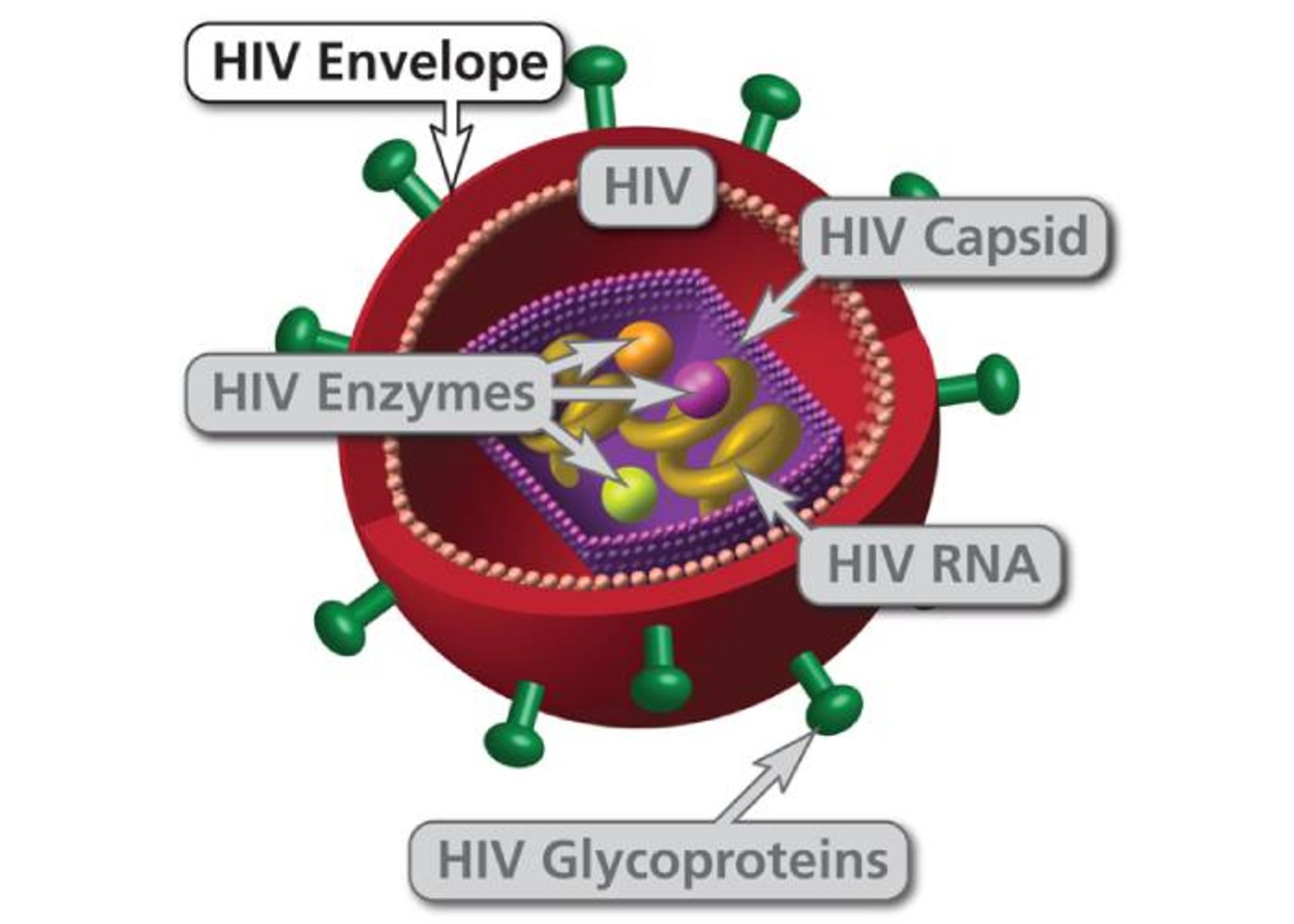 مرجع متخصصين ايران ويروس HIV